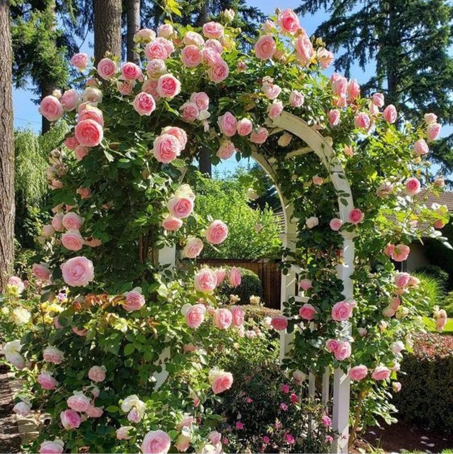 Троянда П’єр де Ронсар: королева садових арочних мрій