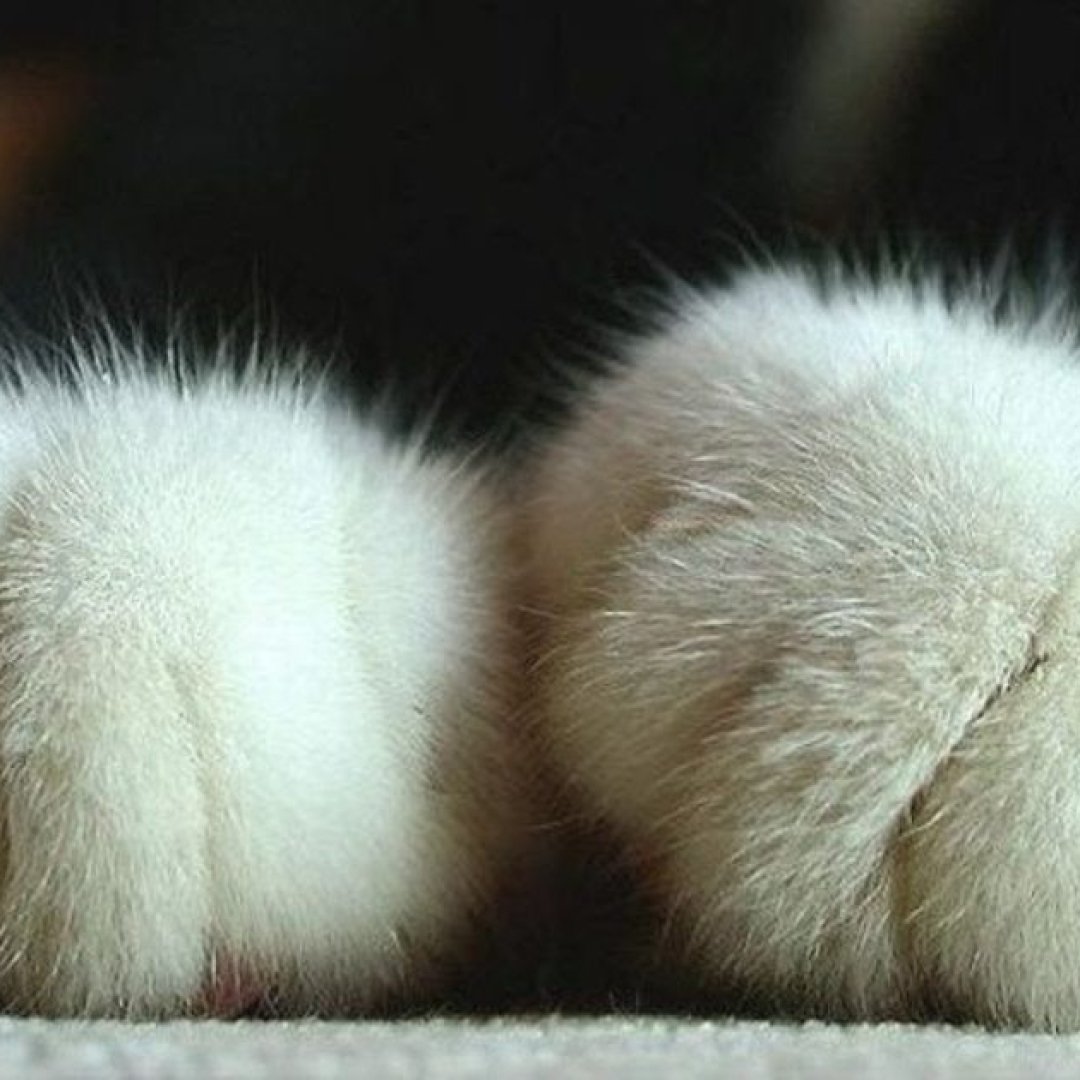 Чому коти роблять масаж лапками: таємниці пухнастого ритуалу