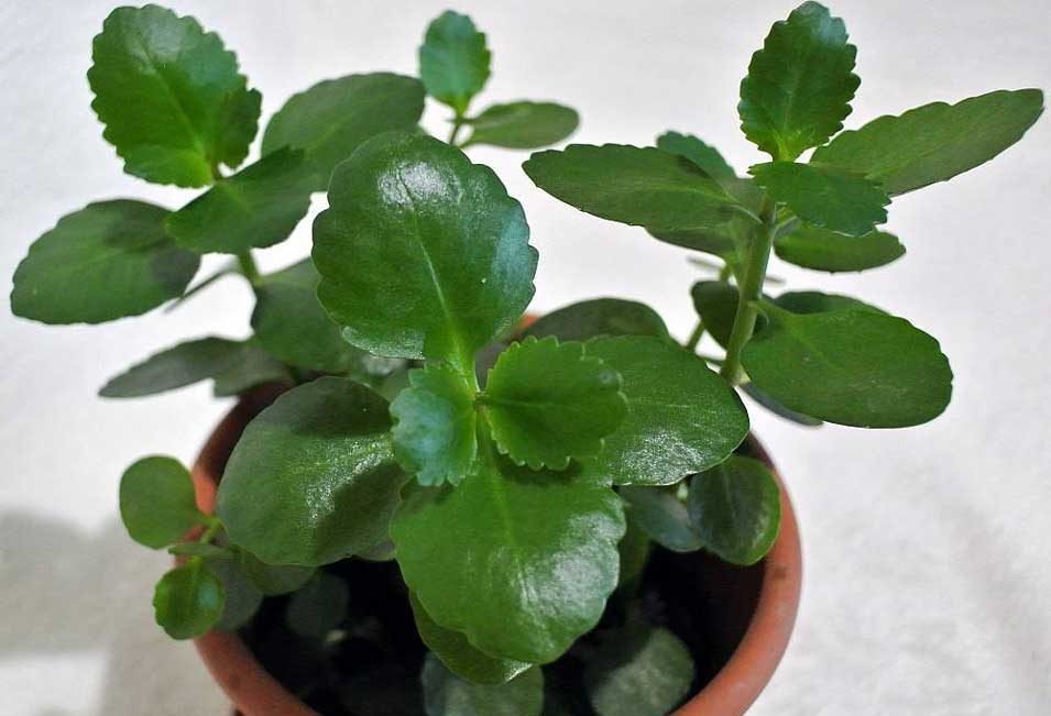 Чому не цвіте каланхоє: причини та як розквітнути пишно