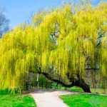 Де росте верба