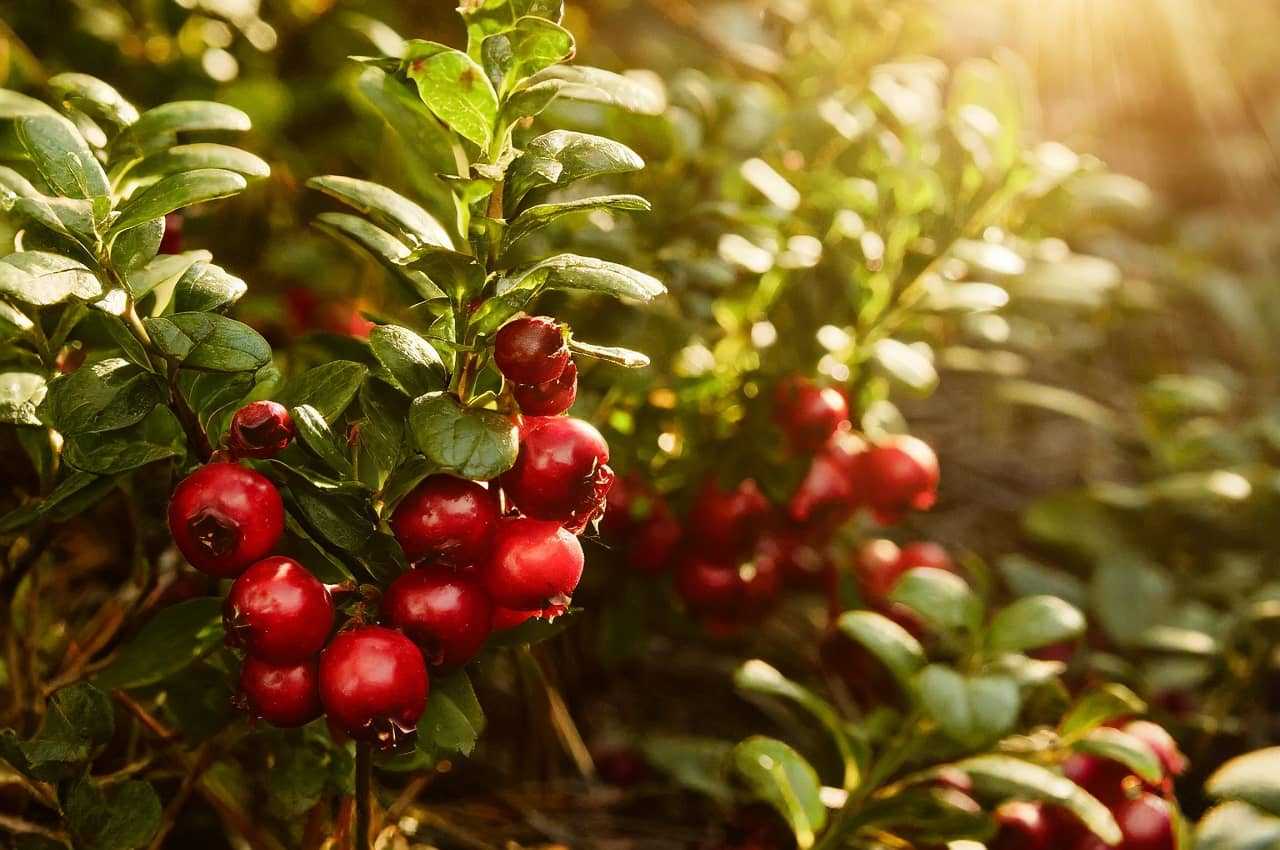 Чим корисна журавлина: суперсила болотяної ягоди