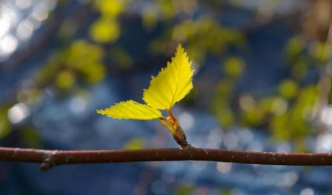 Коли заготовляти березові бруньки: точний час і секрети успіху