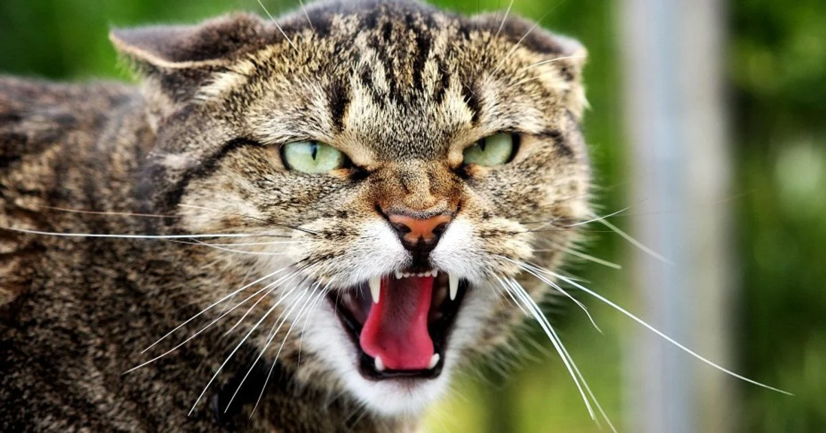 Як кішки попереджають про небезпеку: мова тіла, запахів і слуху